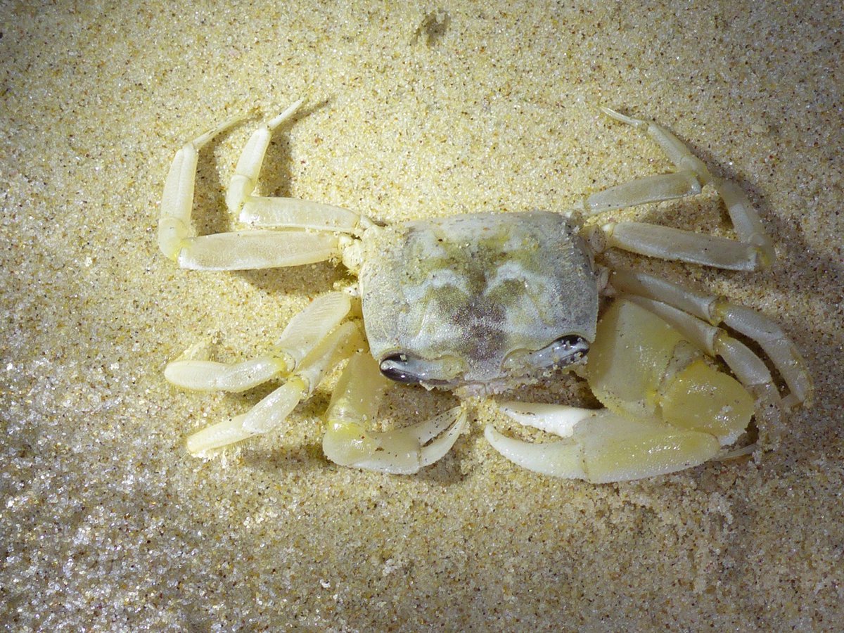 Detail Pic Of Crab Nomer 27