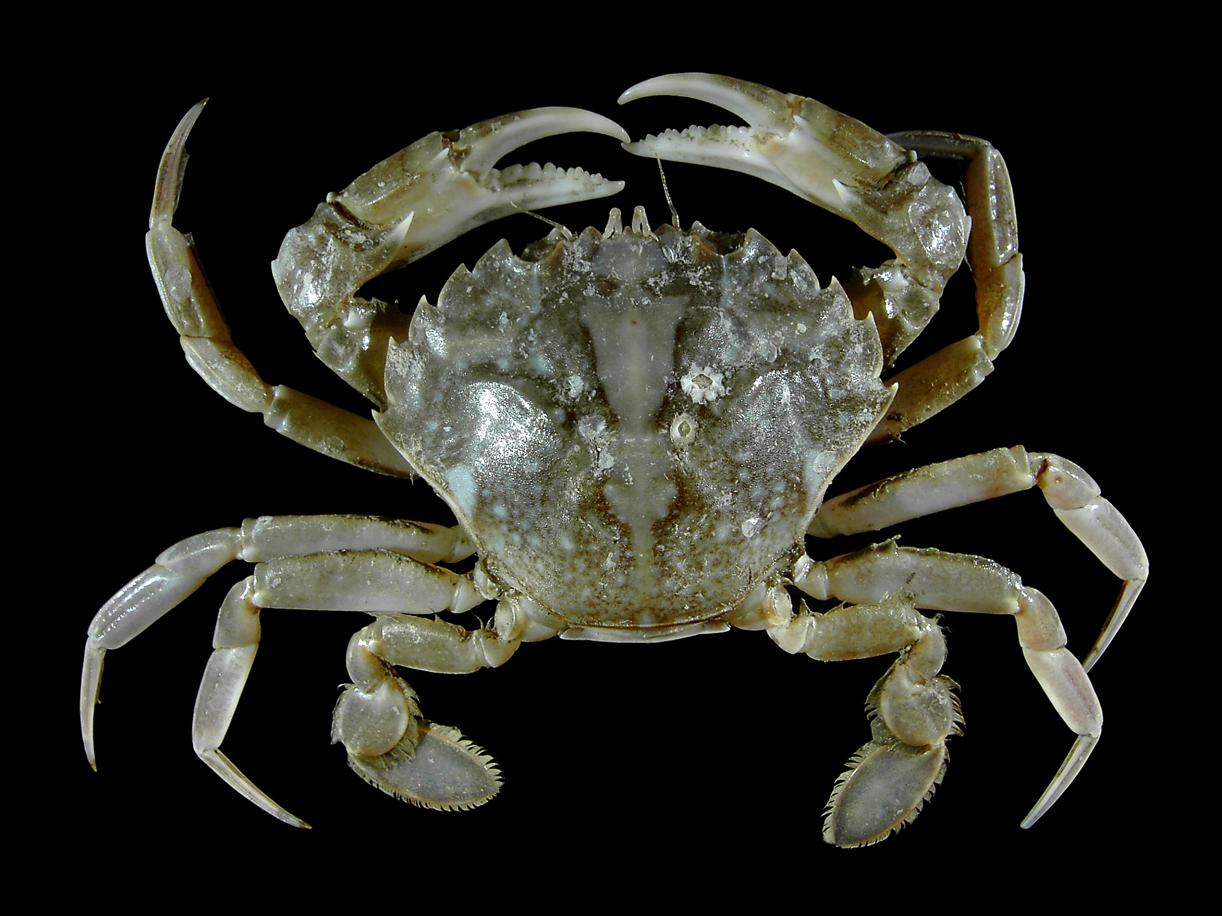 Detail Pic Of Crab Nomer 4