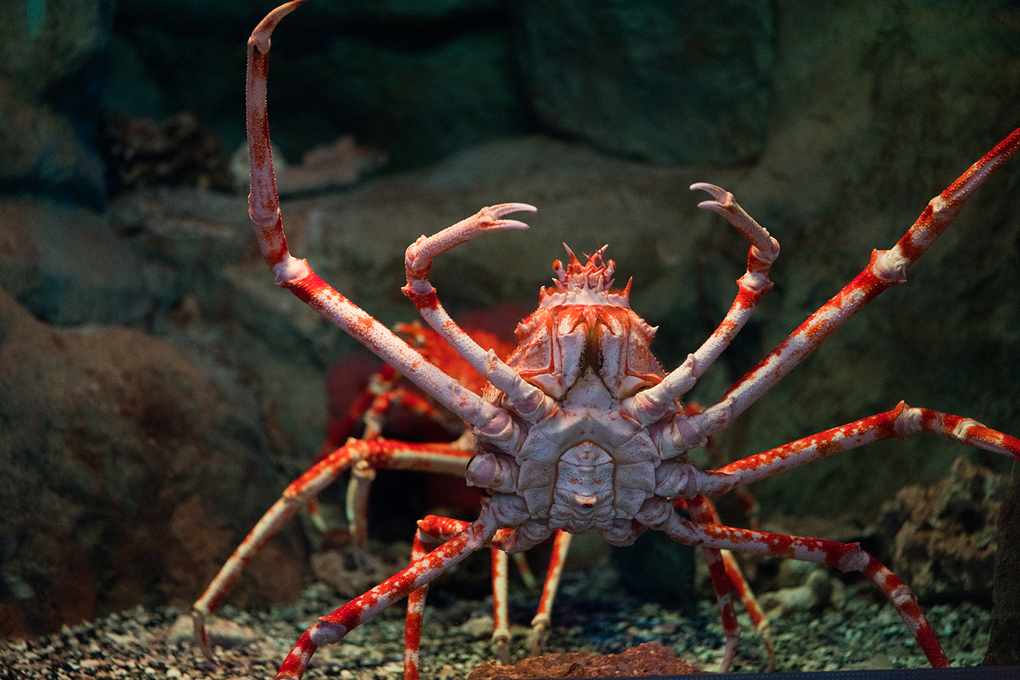 Detail Pic Of Crab Nomer 43