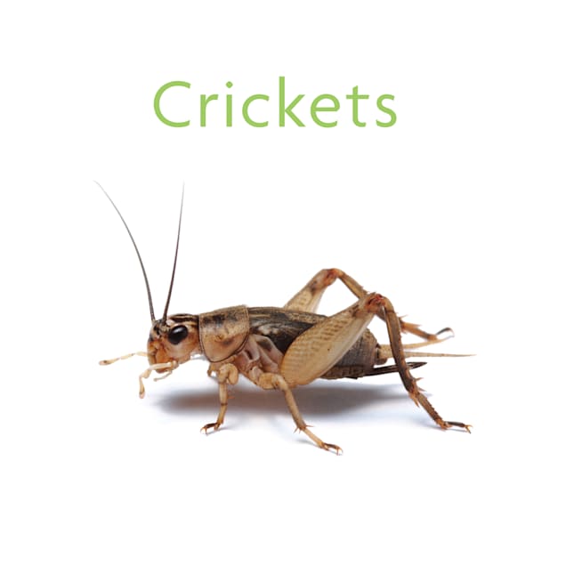 Pic Of Crickets - KibrisPDR