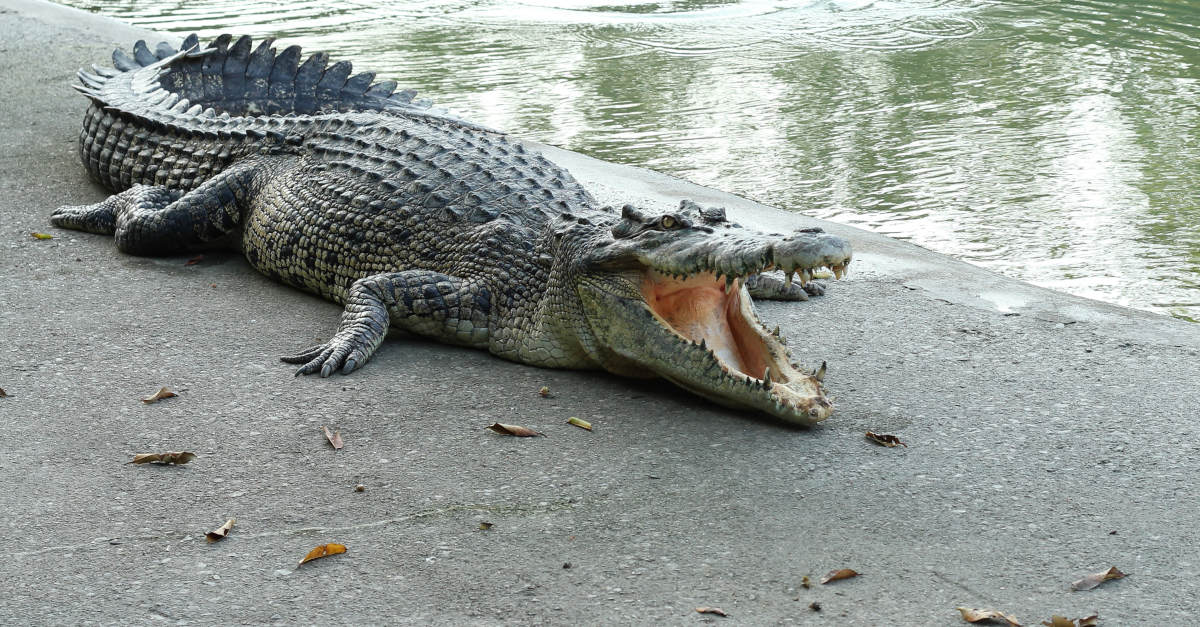 Detail Pic Of Crocodile Nomer 15