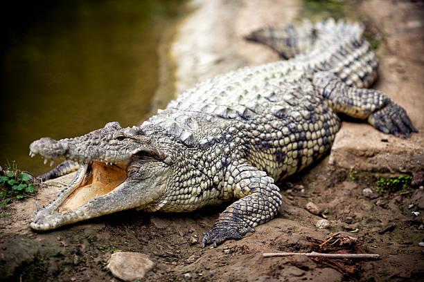 Detail Pic Of Crocodile Nomer 24