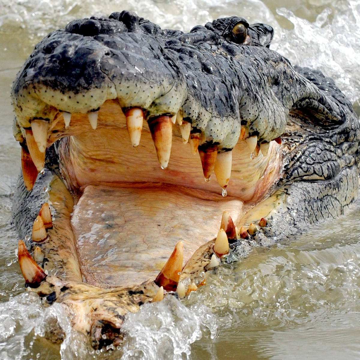 Detail Pic Of Crocodile Nomer 48