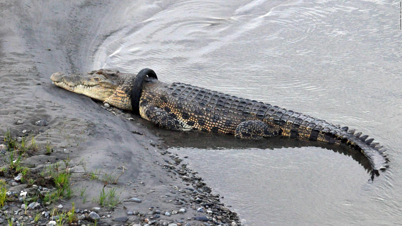 Detail Pic Of Crocodile Nomer 51