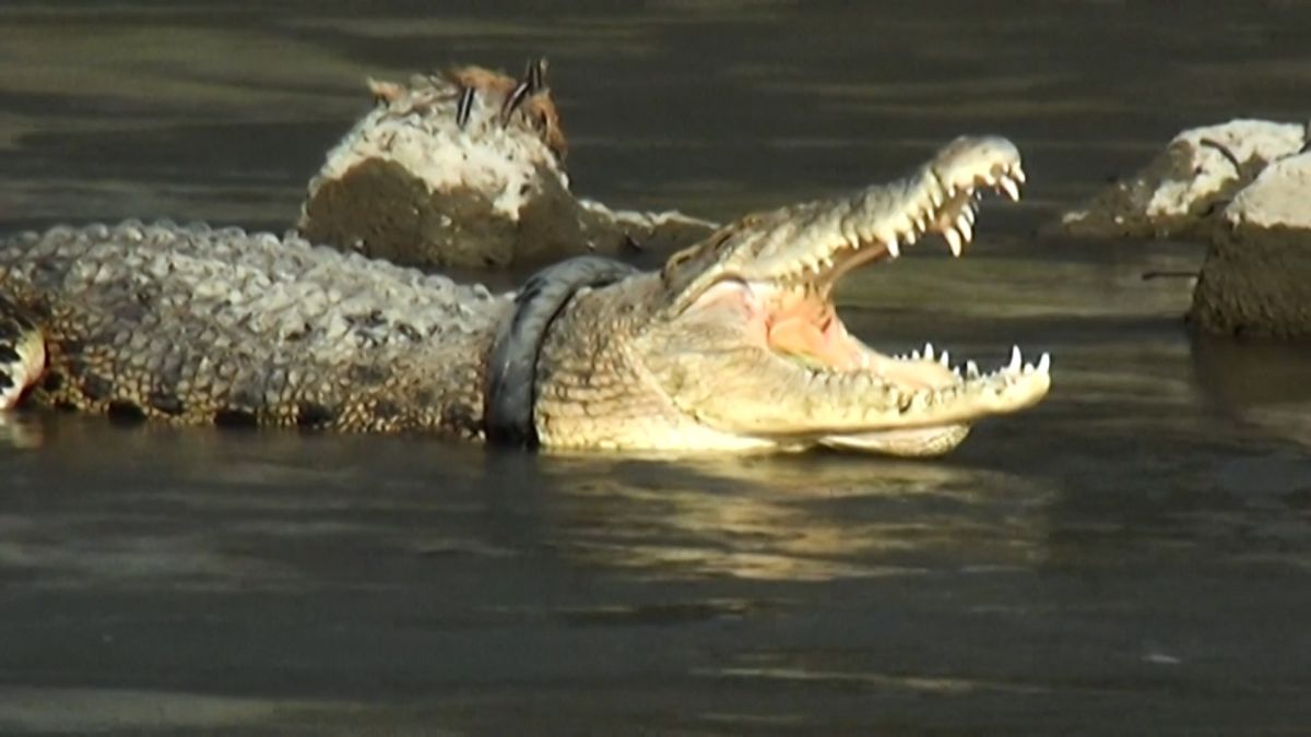 Detail Pic Of Crocodile Nomer 58