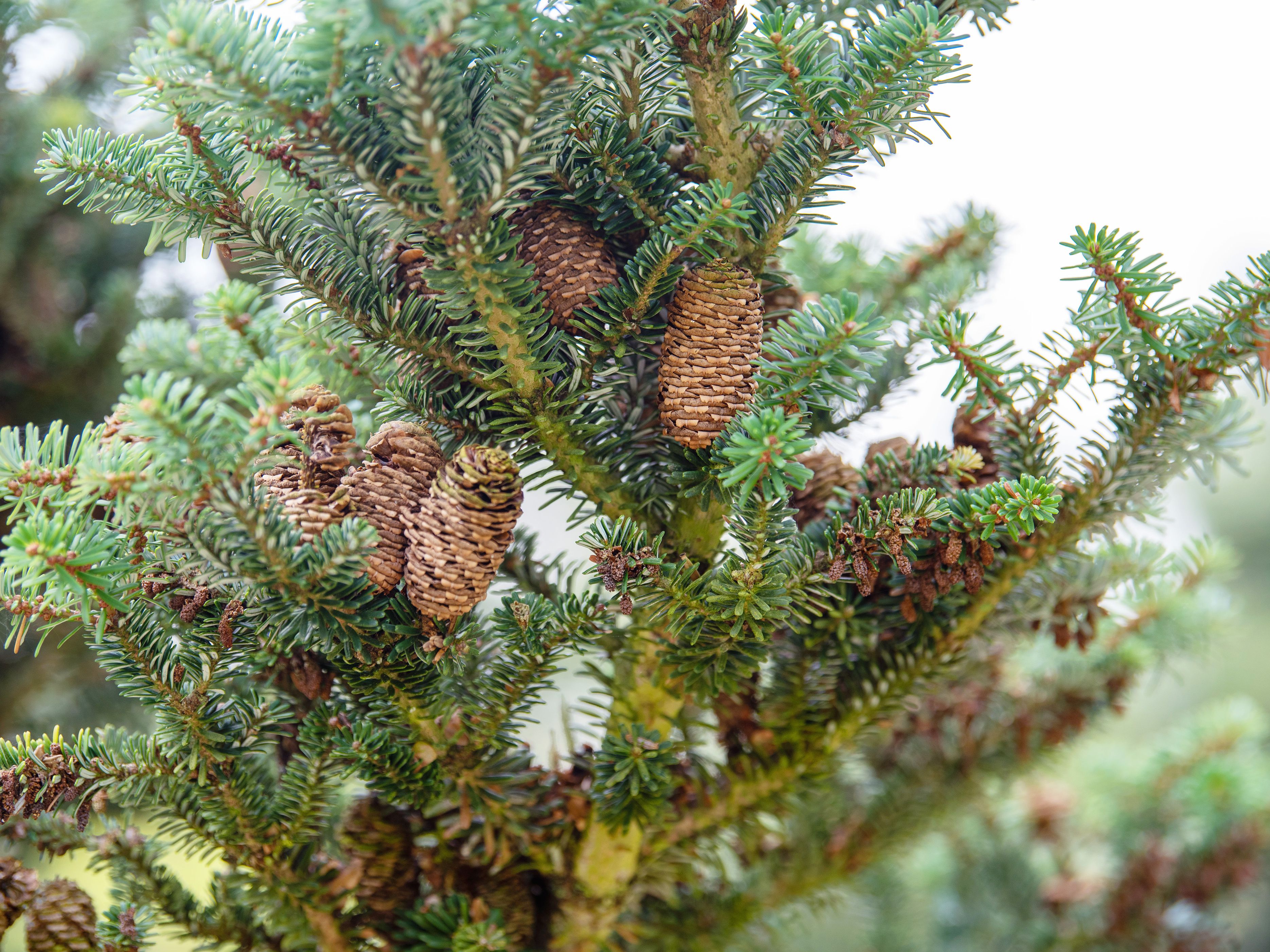 Pic Of Fir Tree - KibrisPDR