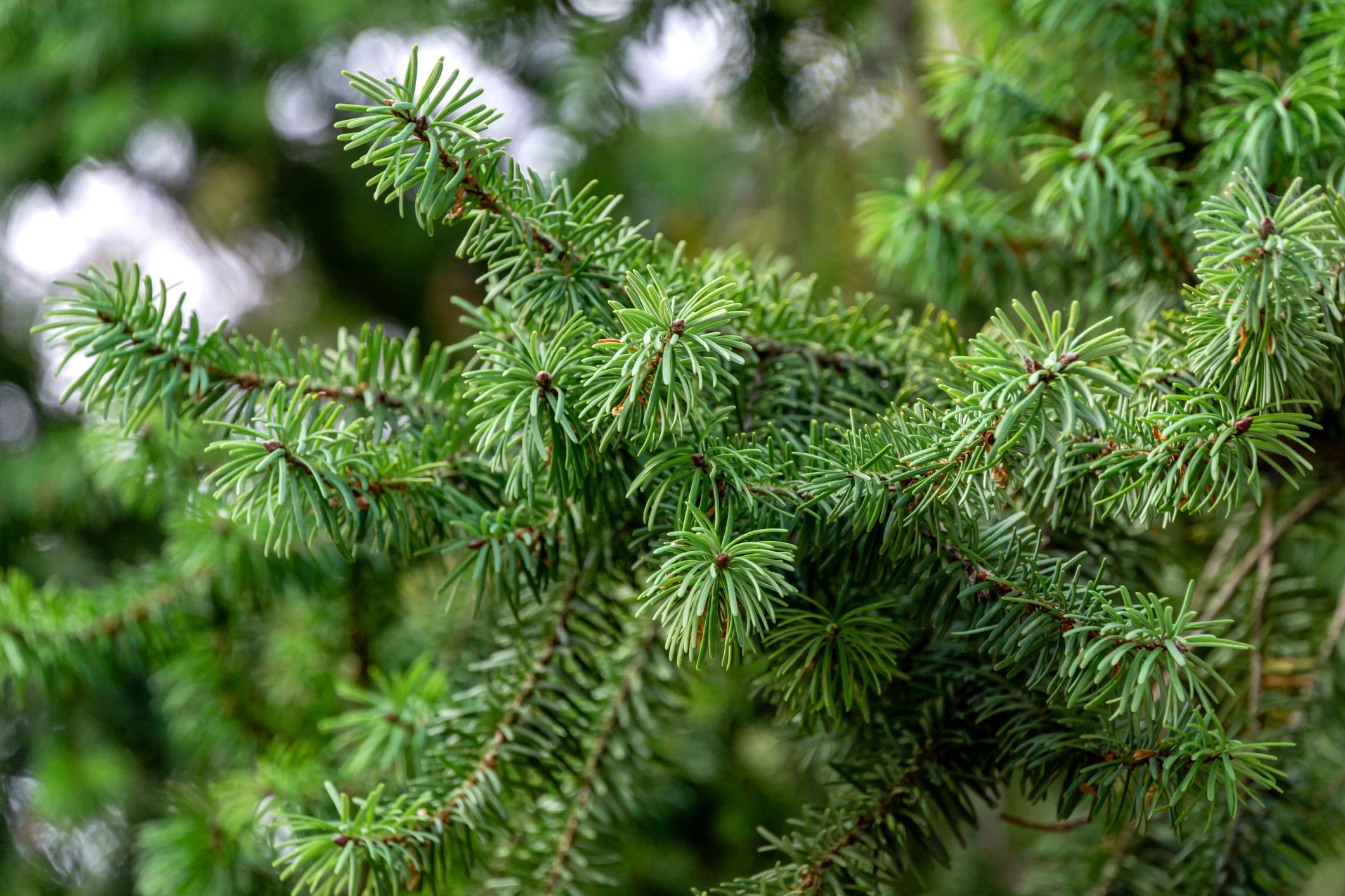 Detail Pic Of Fir Tree Nomer 2