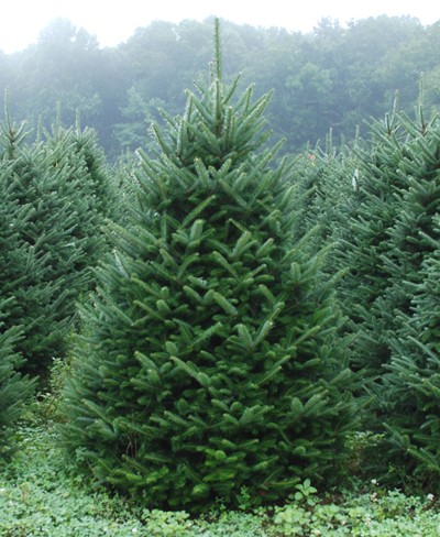 Detail Pic Of Fir Tree Nomer 24