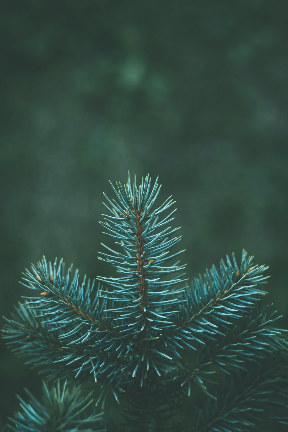 Detail Pic Of Fir Tree Nomer 29