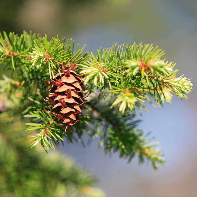 Detail Pic Of Fir Tree Nomer 37