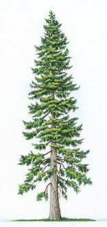 Detail Pic Of Fir Tree Nomer 38