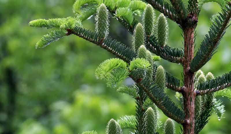 Detail Pic Of Fir Tree Nomer 39