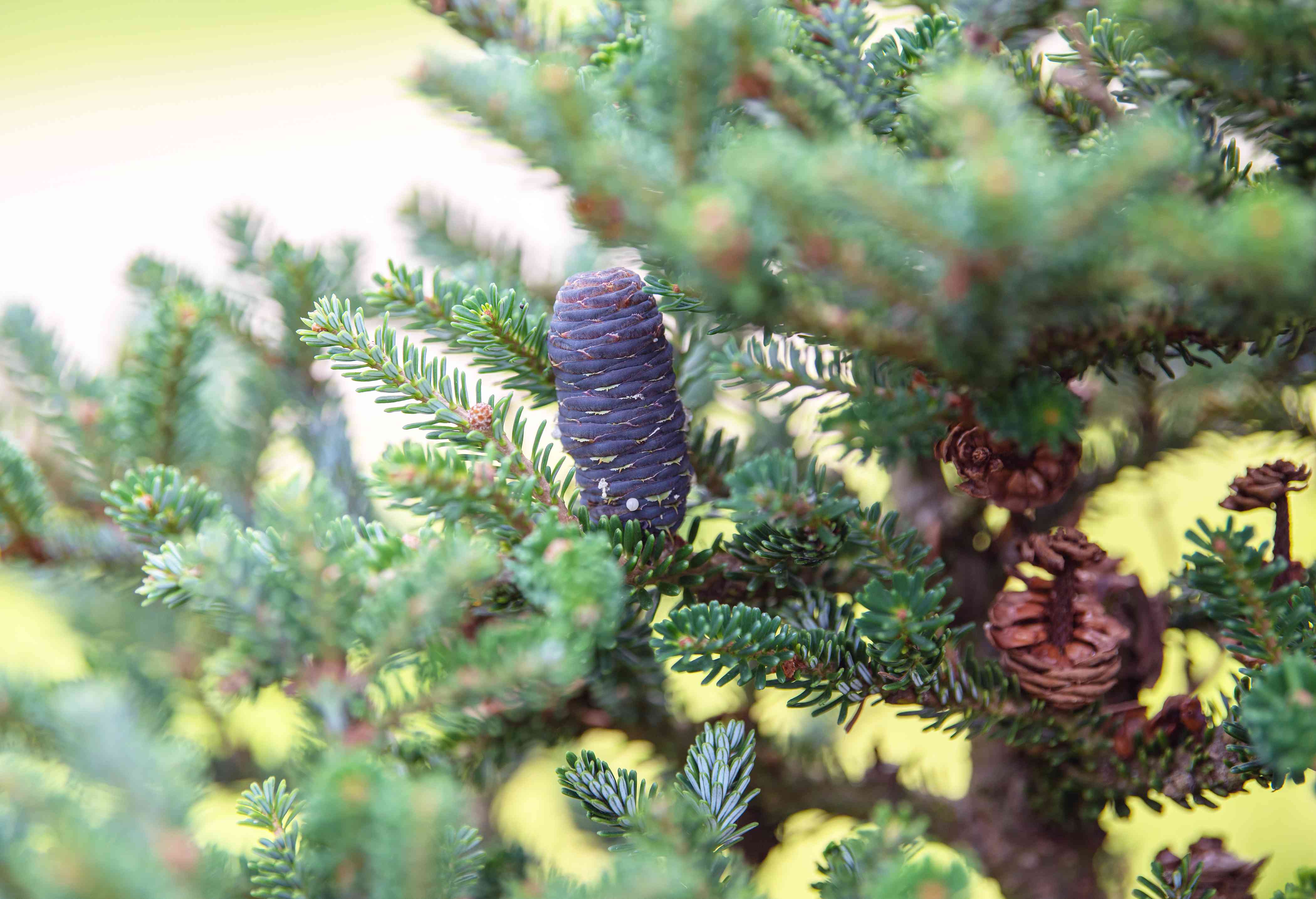 Detail Pic Of Fir Tree Nomer 42