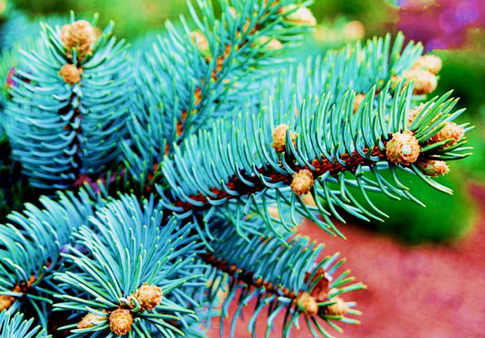 Detail Pic Of Fir Tree Nomer 53