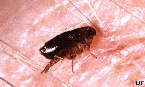 Detail Pic Of Flea Nomer 30