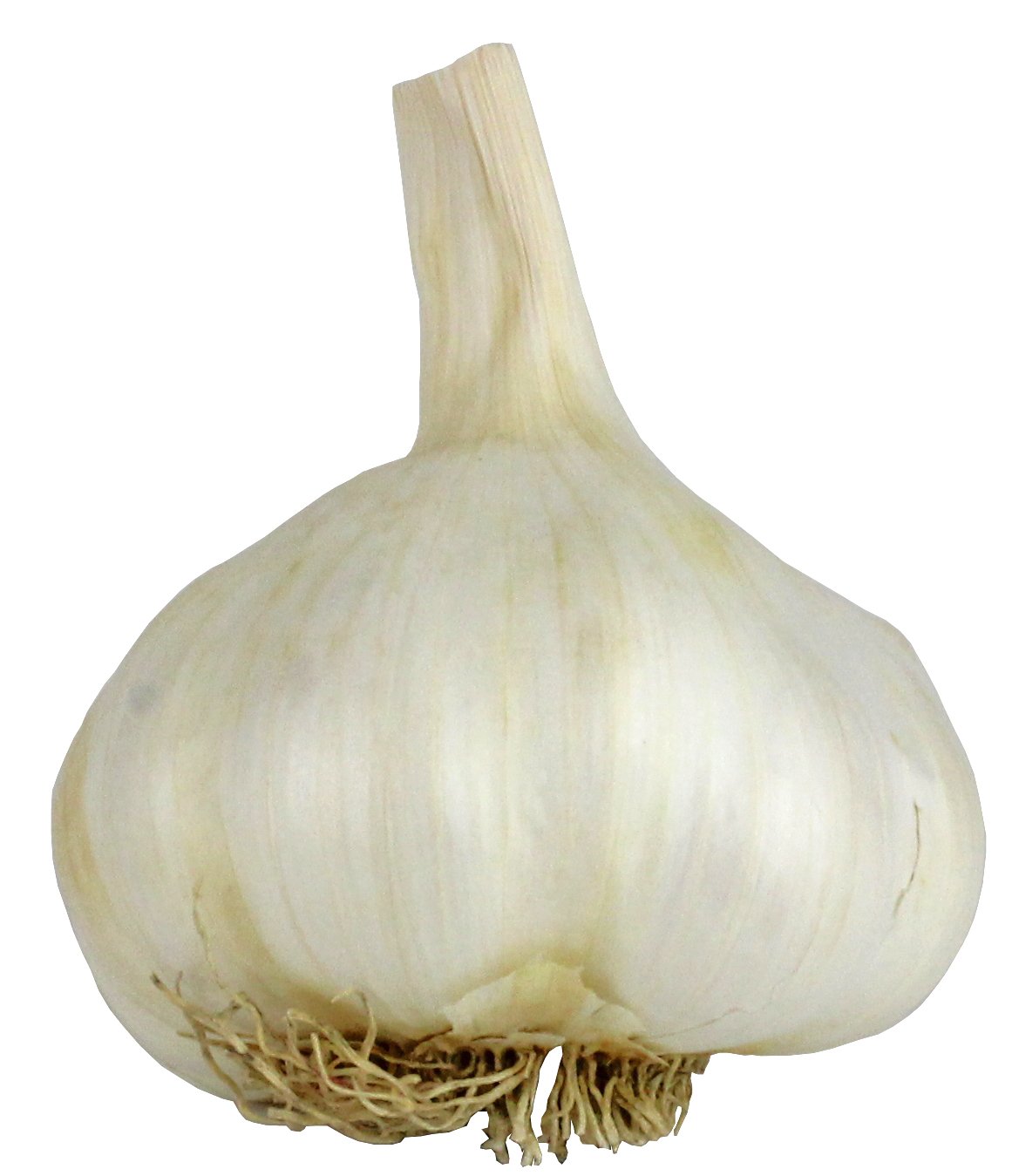 Detail Pic Of Garlic Clove Nomer 36