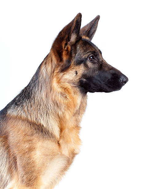 Detail Pic Of German Shepherd Nomer 40