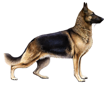 Detail Pic Of German Shepherd Nomer 48