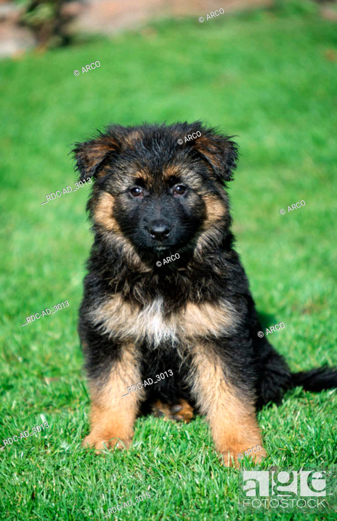 Detail Pic Of German Shepherd Puppy Nomer 22