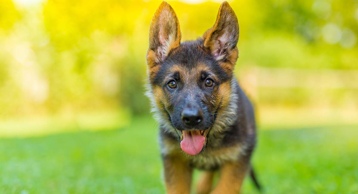 Detail Pic Of German Shepherd Puppy Nomer 24