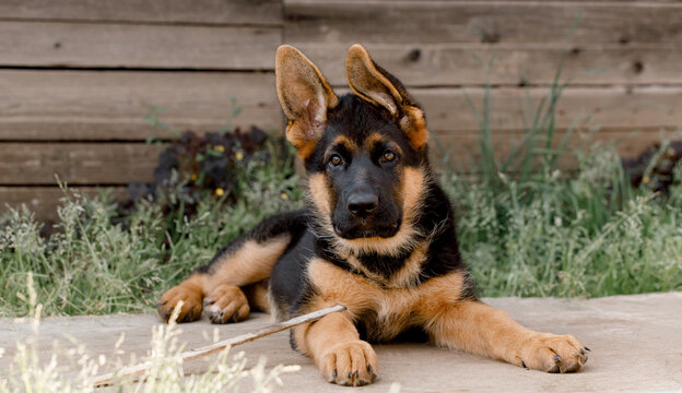 Detail Pic Of German Shepherd Puppy Nomer 39