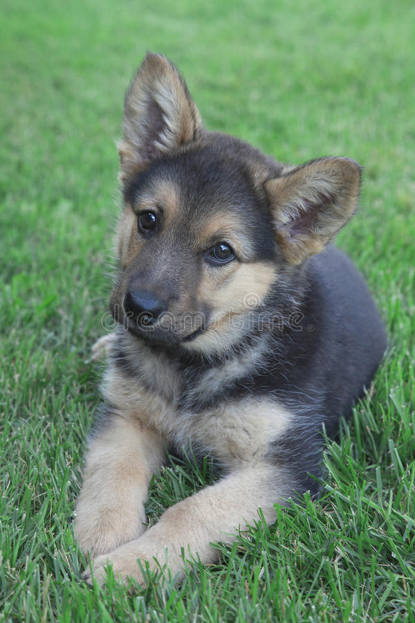 Detail Pic Of German Shepherd Puppy Nomer 58