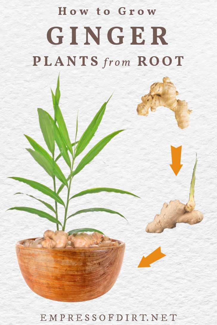 Detail Pic Of Ginger Root Nomer 19