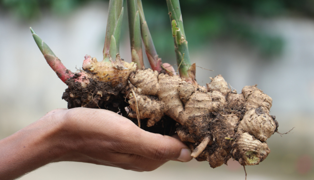 Detail Pic Of Ginger Root Nomer 27