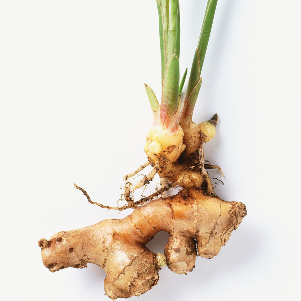 Detail Pic Of Ginger Root Nomer 33