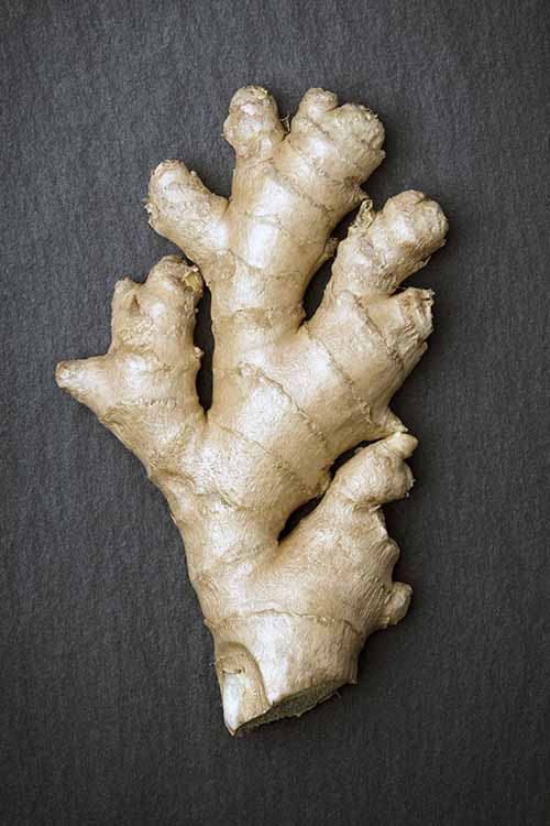 Detail Pic Of Ginger Root Nomer 44