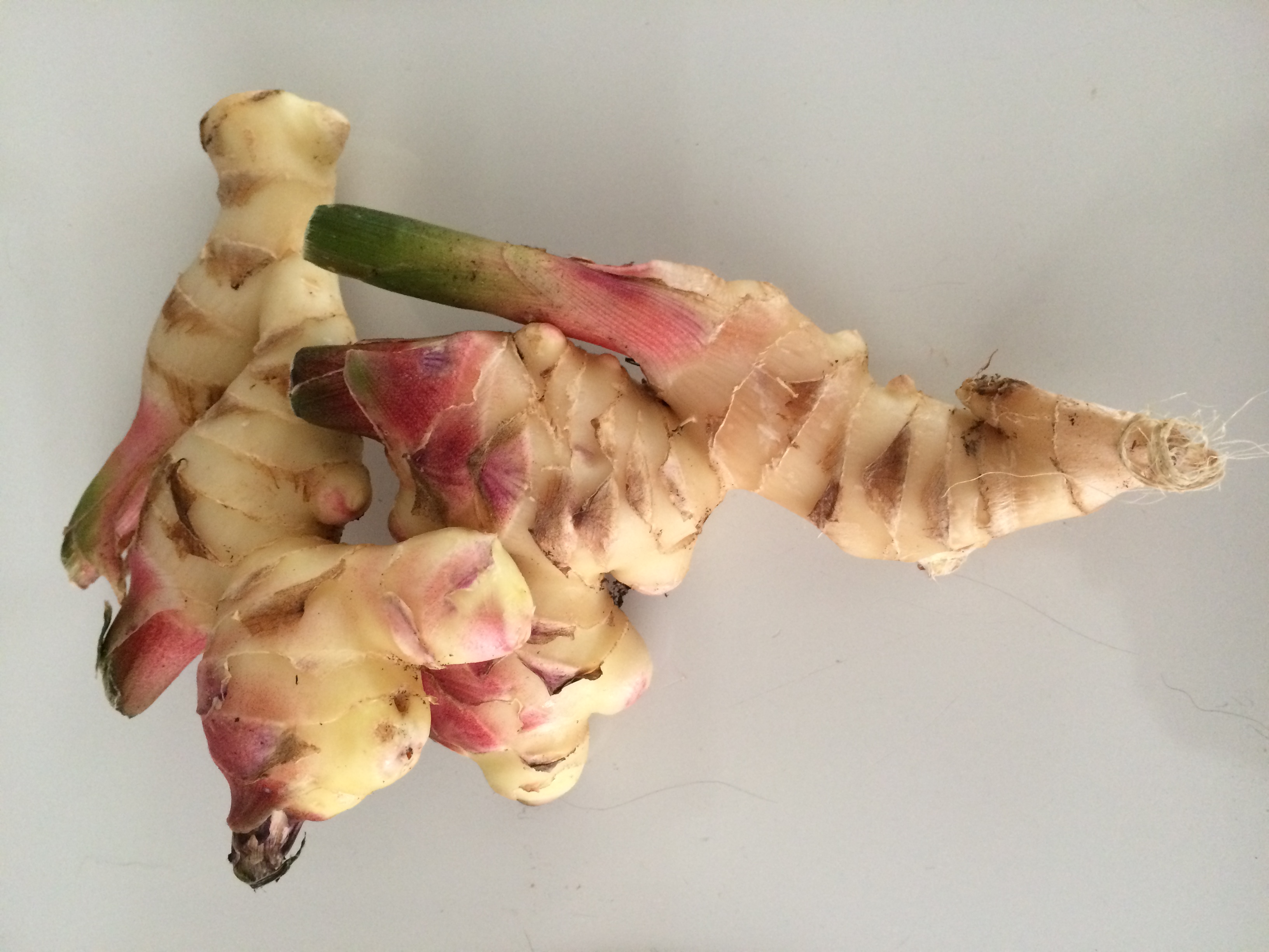 Detail Pic Of Ginger Root Nomer 49