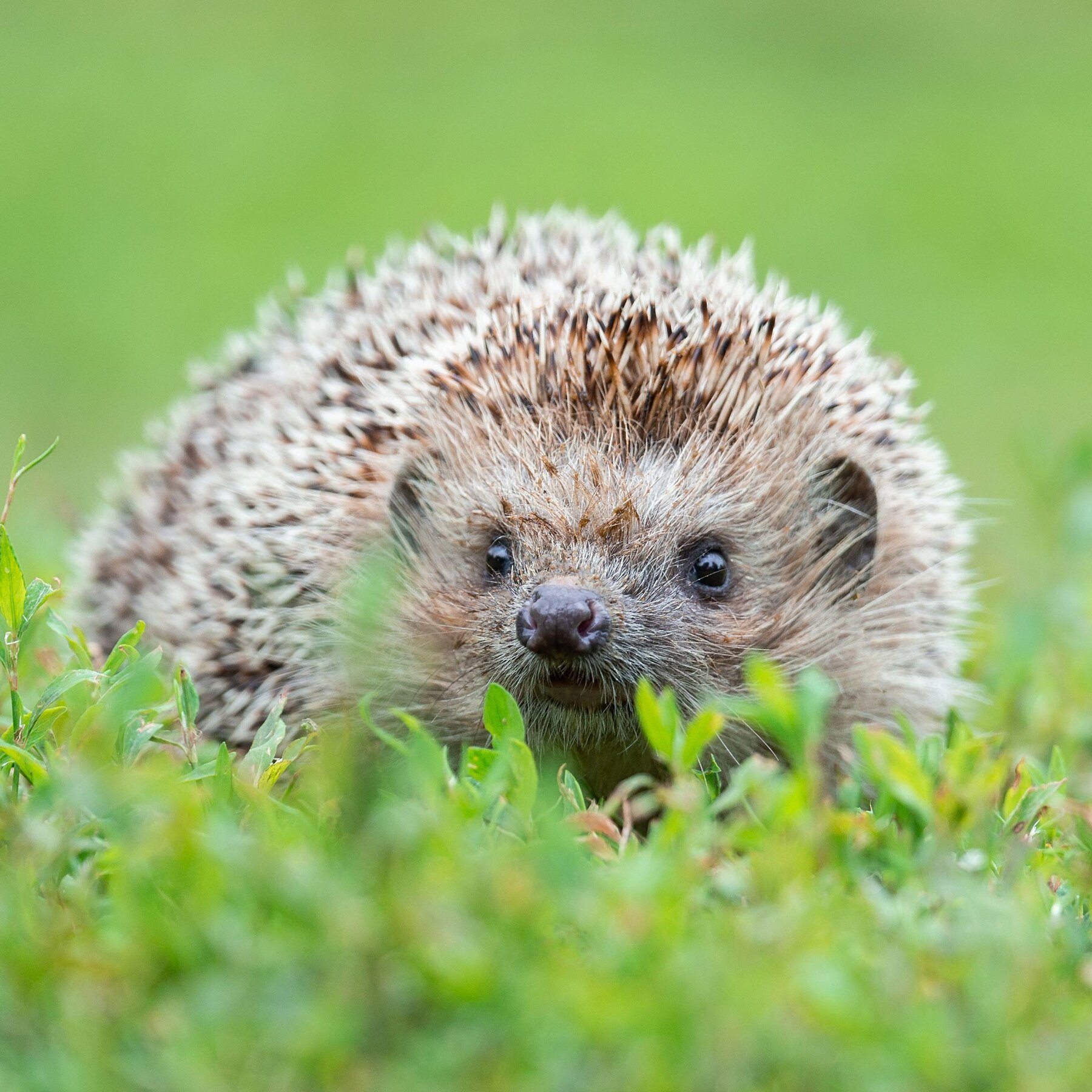 Detail Pic Of Hedgehog Nomer 13