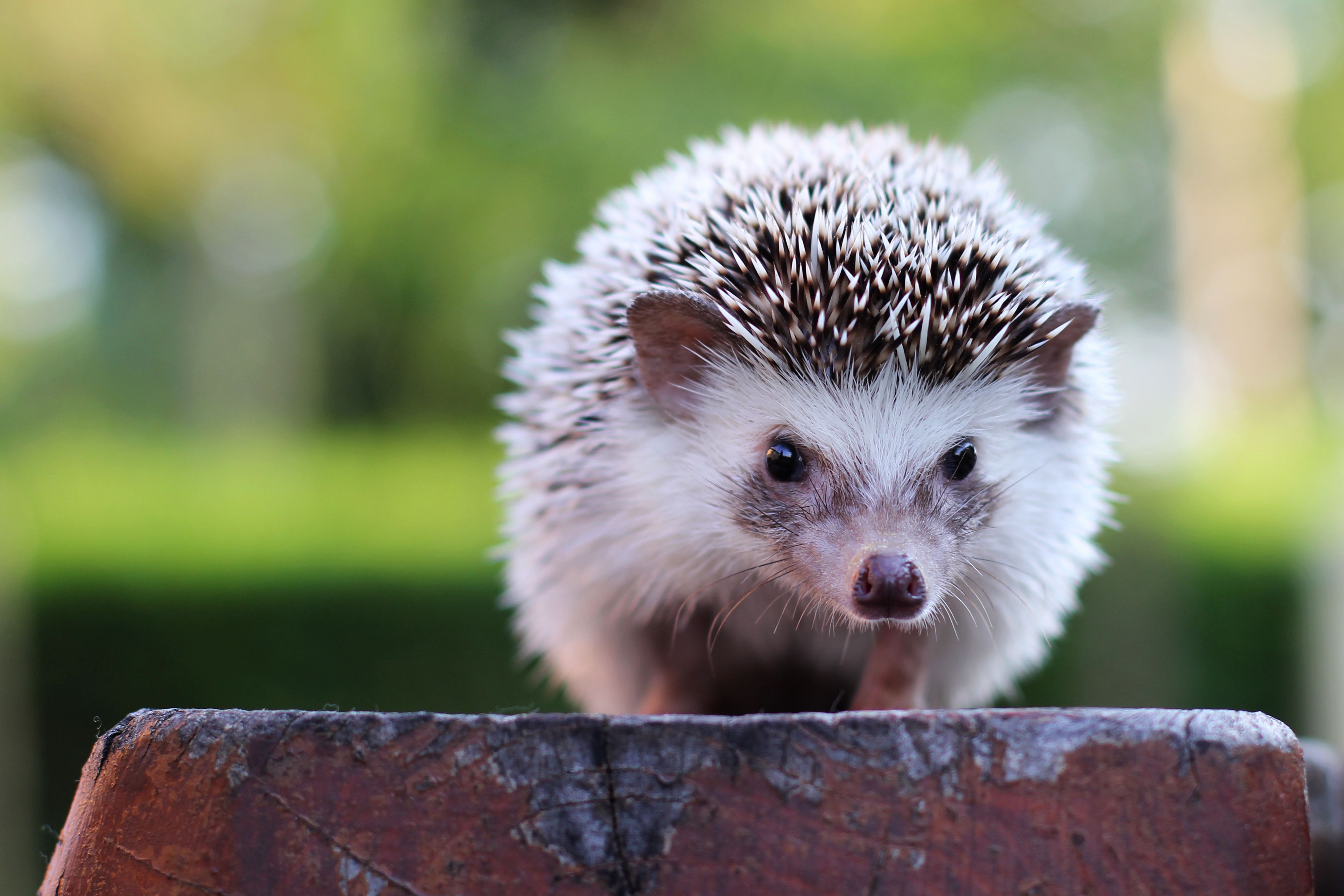Detail Pic Of Hedgehog Animal Nomer 2
