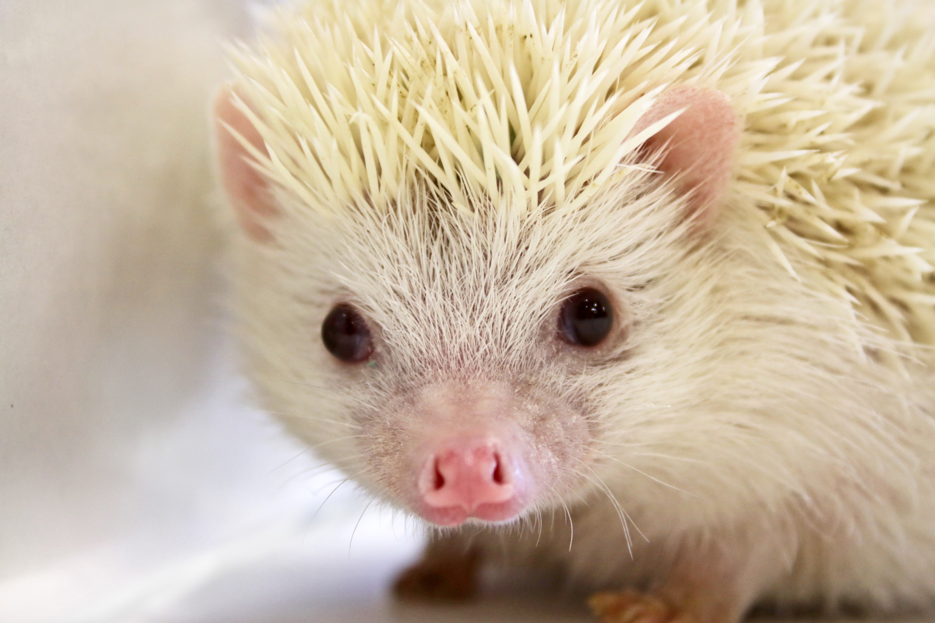 Detail Pic Of Hedgehog Animal Nomer 38