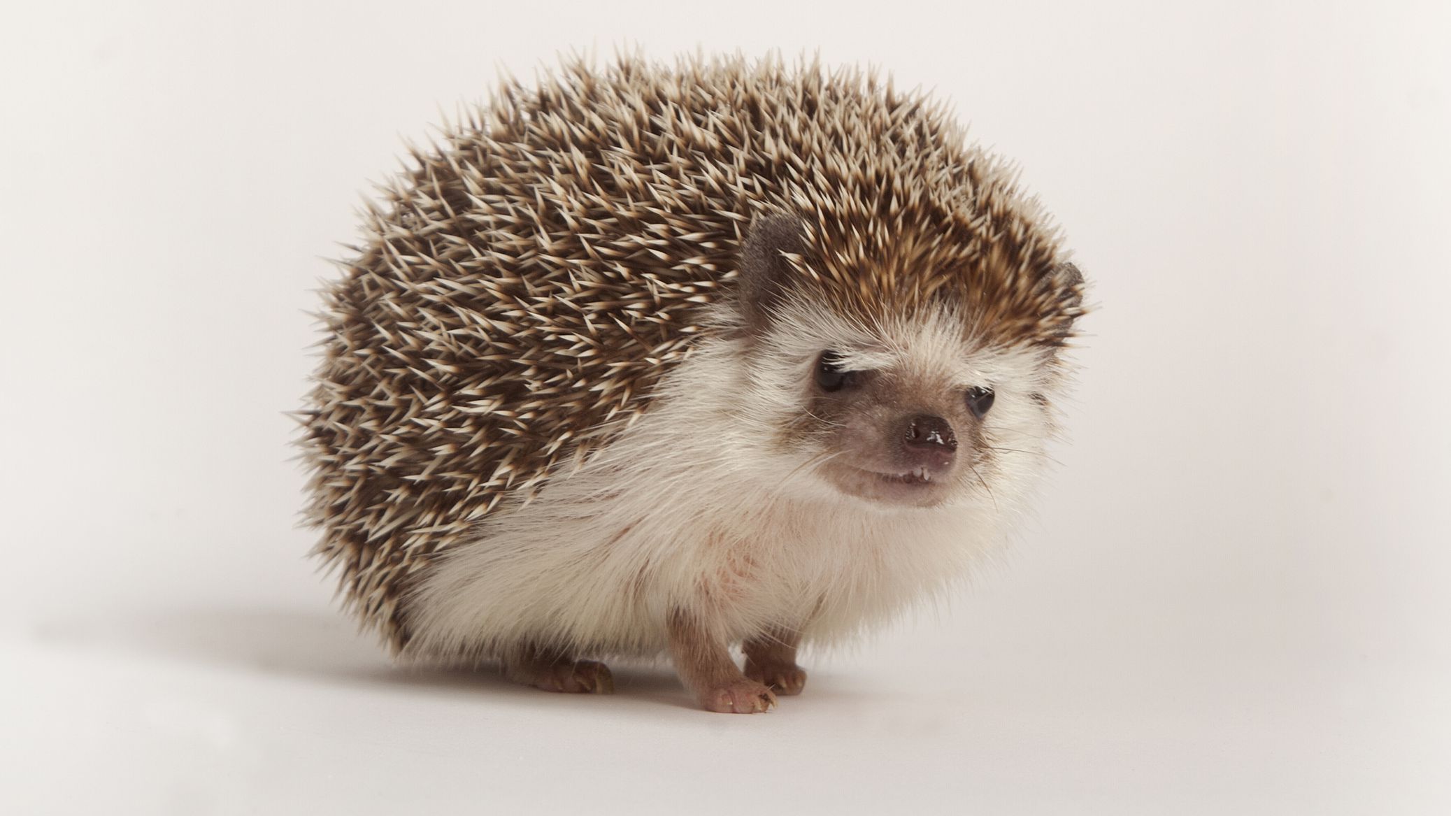 Detail Pic Of Hedgehog Animal Nomer 9