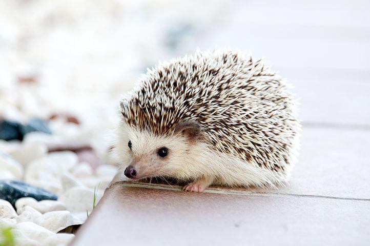 Detail Pic Of Hedgehog Animal Nomer 10