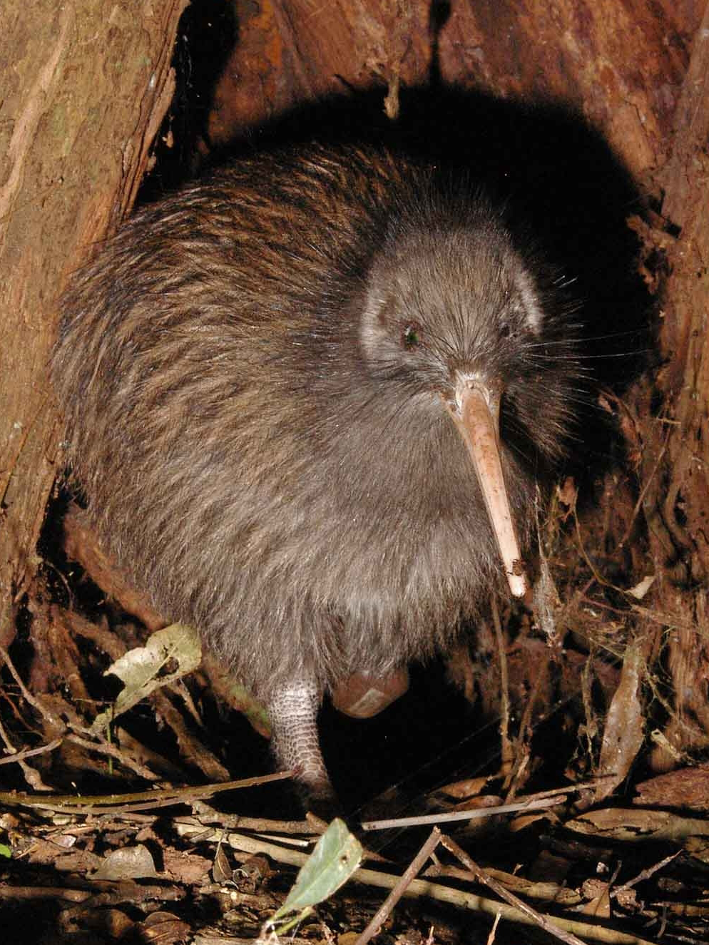 Pic Of Kiwi Bird - KibrisPDR