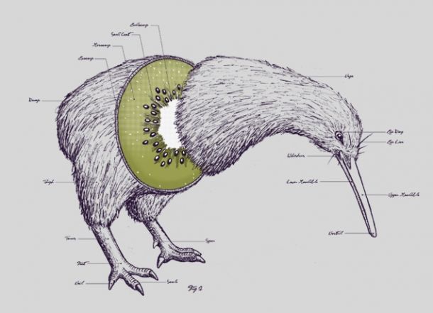 Detail Pic Of Kiwi Bird Nomer 17