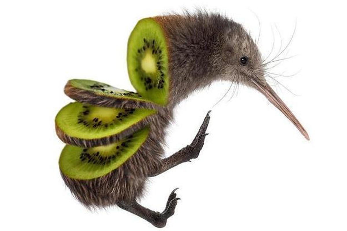 Detail Pic Of Kiwi Bird Nomer 8