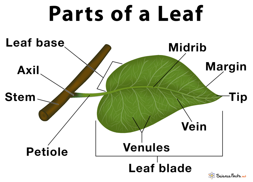 Detail Pic Of Leaf Nomer 23