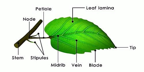 Detail Pic Of Leaf Nomer 39