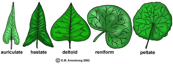 Detail Pic Of Leaf Nomer 41