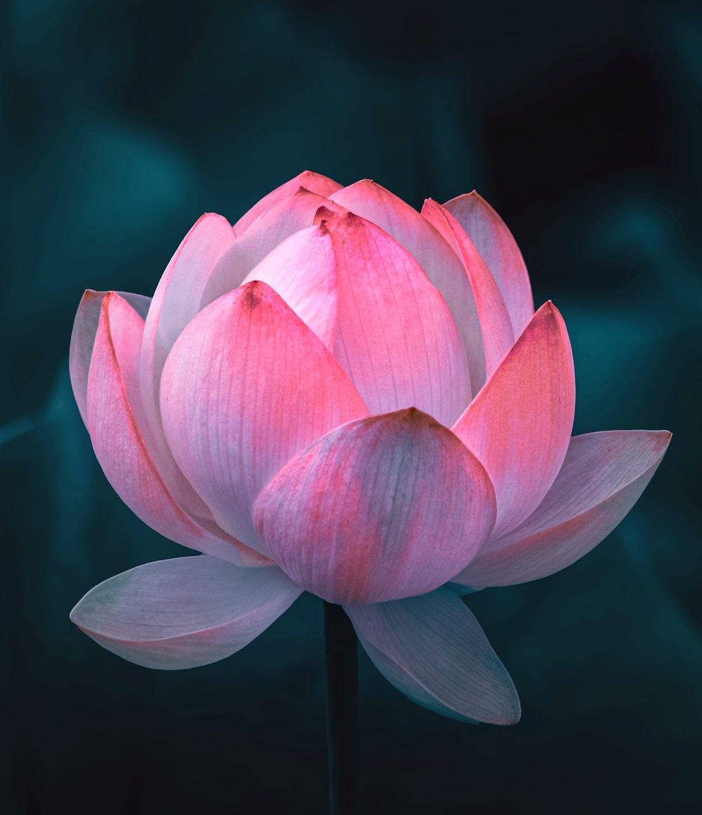 Detail Pic Of Lotus Flower Nomer 2