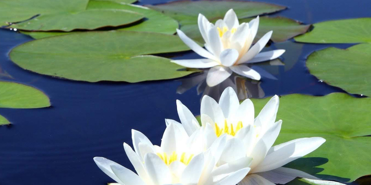 Detail Pic Of Lotus Flower Nomer 18