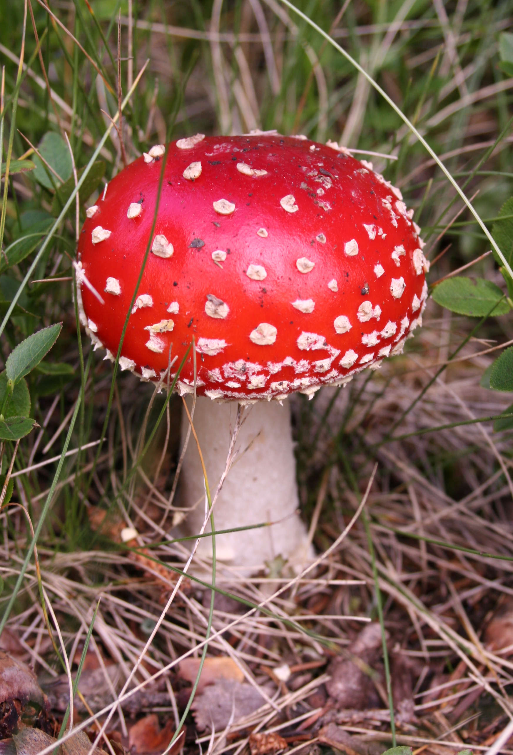 Pic Of Mushroom - KibrisPDR