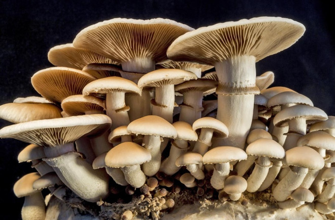 Detail Pic Of Mushroom Nomer 11