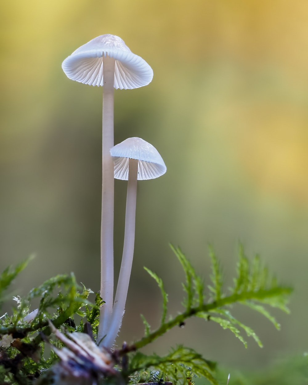 Detail Pic Of Mushroom Nomer 12