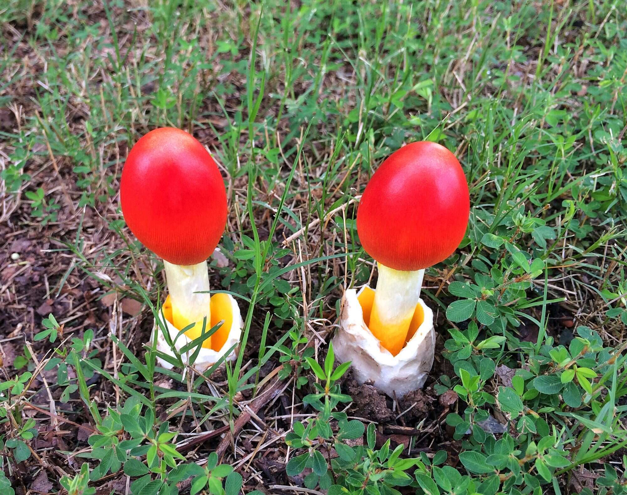 Detail Pic Of Mushroom Nomer 15