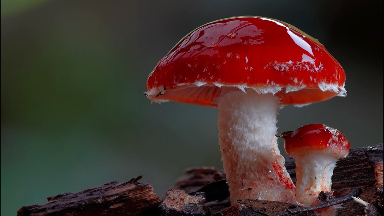 Detail Pic Of Mushroom Nomer 16