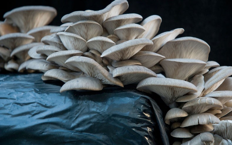 Detail Pic Of Mushroom Nomer 17